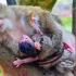 琥珀猴群老王后黛西树上产崽，九个月前流产，这次母婴平安