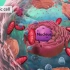 【Nucleus医学科普】3D医学动画合集