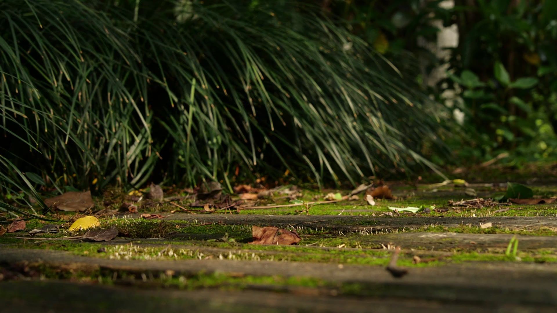 【空镜素材】树影斑驳