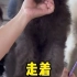 【宠物】萌宠推荐官今天帮粉丝选个精品灰色巨贵幼犬