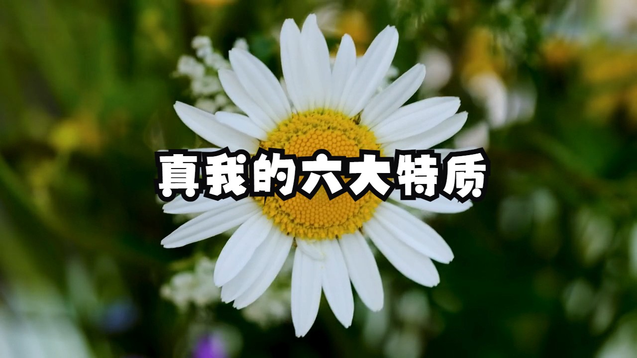 怎样才算是活在了真我的状态呢？真我的六大特质，帮你真正看清自己当下的生命状态！