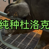 母猪生完小猪开始咬人，护仔能力超强，都不敢靠近它