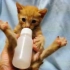 小貓沒吃飽不願放奶瓶 超可愛