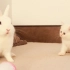 奶猫第一次见到兔子：兄弟你耳朵怎么了？