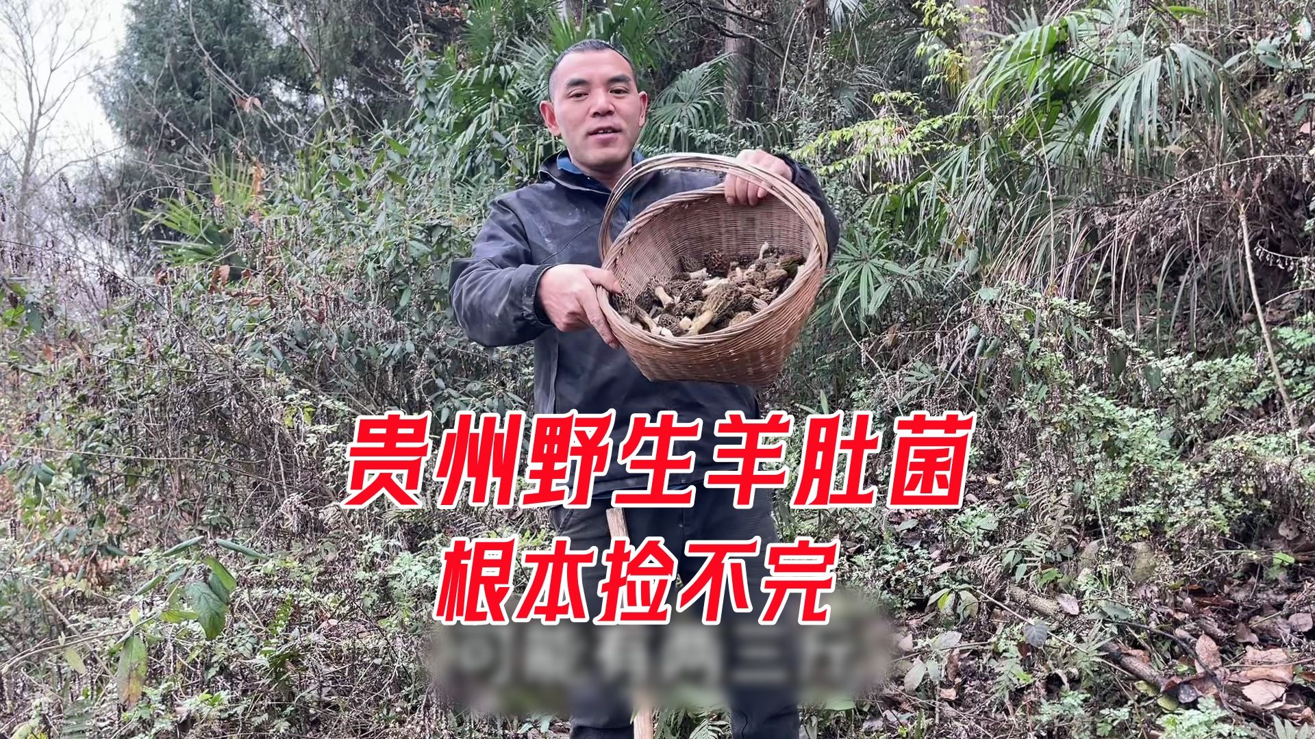 野生羊肚菌味道鲜美，贵州农村人进山捡几斤，带回家打牙祭