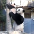 成精了！熊猫宝宝上树不敢下来 妈妈站在边上扶着