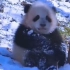 野外的小熊猫等妈妈