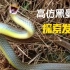 发现和剧毒蛇很像的林蛇，仔细观察才知道它和剧毒蛇的区别
