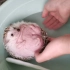 刺猪洗澡澡啦（正反面都有噢）
