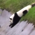 来呀，看疗愈的熊猫犯蠢影片吗？萌死人的那种？