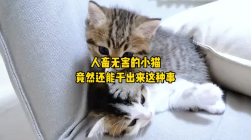 人畜无害的小猫竟然还能干出来这种事情