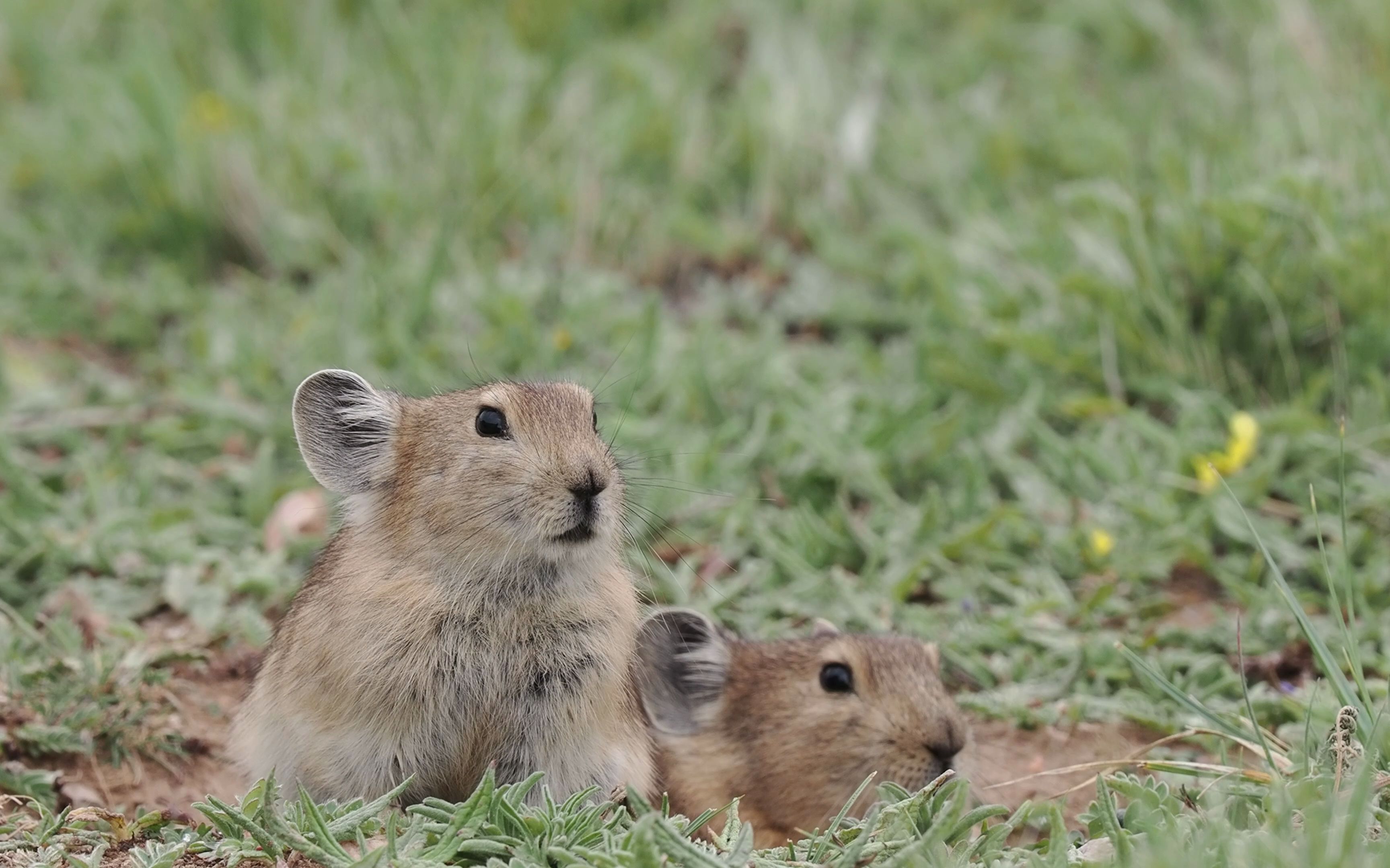 高原鼠兔：甘肃祁连山国家级自然保护区 - 江西林科网