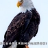 堪称最沙雕的国宝白头鹰，为何成为美国国鸟？