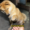 狗子：怎么吃个饭还要握手