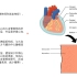 系统解剖学-心血管系统之心的内部结构（补充）