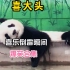 天津大熊猫喜乐出糗名场面，因太胖坐翻椅子出圈，如今它又倒霉了