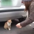 【暖心】流浪橘猫叼猫粮回去给宝宝