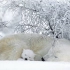 【纪录片】世界之极的熊.Bears.on.Top.of.the.World.720p.3E帝国字幕组-中英特效字幕