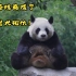 连熊猫都会打坐了，你们学会了吗？没学会的还有什么理由不努力！