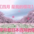 【日本樱花】樱花飘扬的四月是新生活的开始，黑猫带你来看日本的粉色时节！