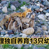 狐狸妈妈独自养育13只幼崽，为了让每个孩子都能吃到奶，拼命坚持