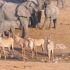 在野外生存 | 非洲野生动物纪录片 - 放松自然