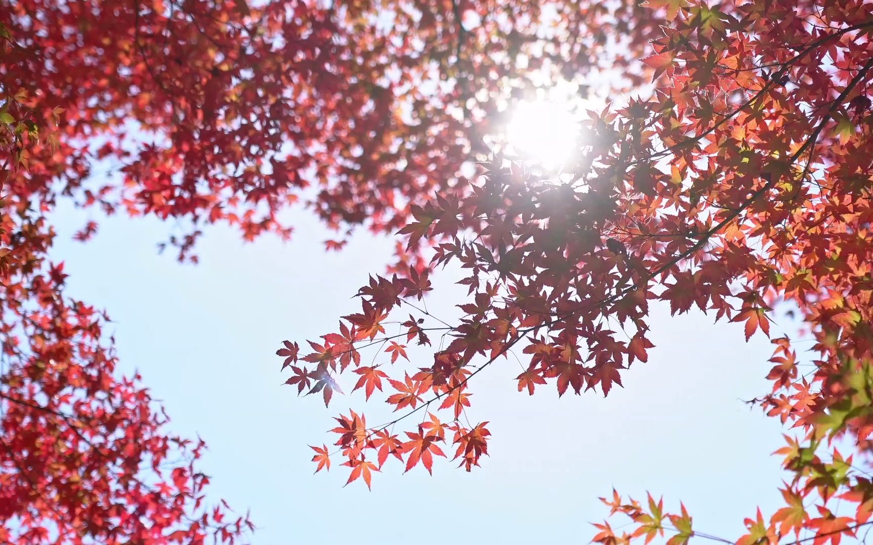空镜头视频素材 秋天枫叶枫树红叶 素材分享