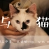 【王俊腿Vlog】与猫