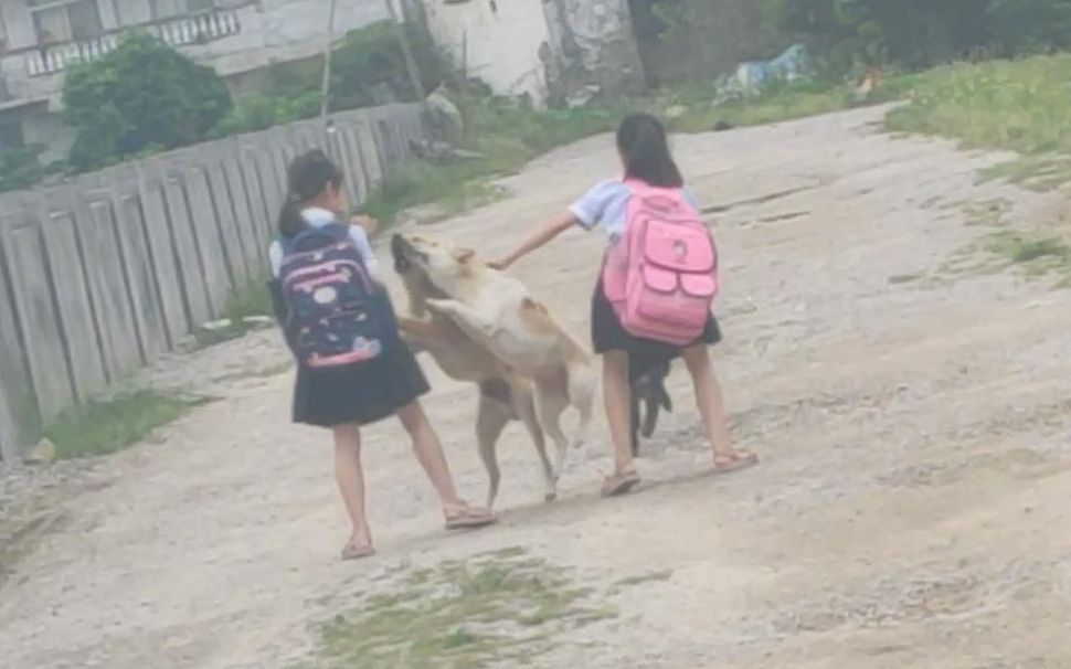 小女孩放学回家，三条中华田园犬迎接，几年了天天如此