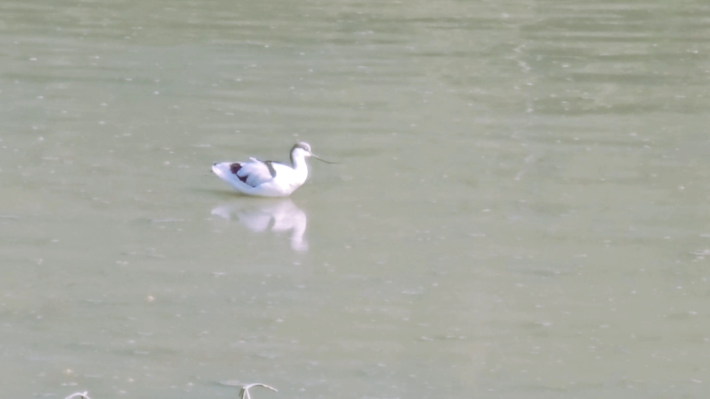 一群芝麻汤圆正在光明地觅食