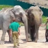两只吵架的大象是如何修复感情的？