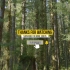 4K虚拟森林漫步-童话苔藓雨林-奥林匹克国家公园！