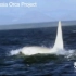 2012年，第一头全白虎鲸“冰山”在俄罗斯远东海岸被发现