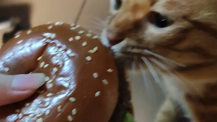 kitty, you can has cheese burger