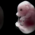 Mouse embryo developing over time