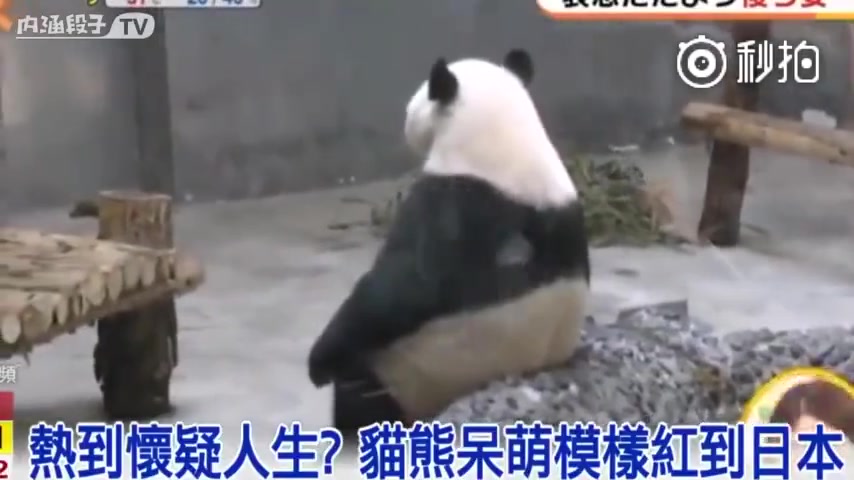 一只热到面壁思过的国宝熊猫,碰到冰块瞬间复活!