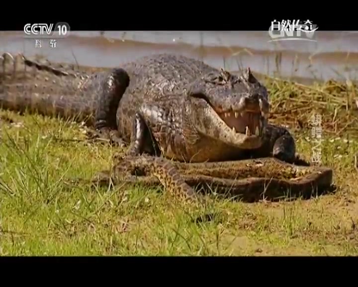 【精彩片段】巴拉圭凯门鳄捕杀黄水蚺！水蚺毫无还手之力！