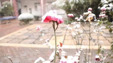 山东师范大学附属中学<em class="keyword">幸福柳</em>分<em class="keyword">校区</em>校园电视台第三期