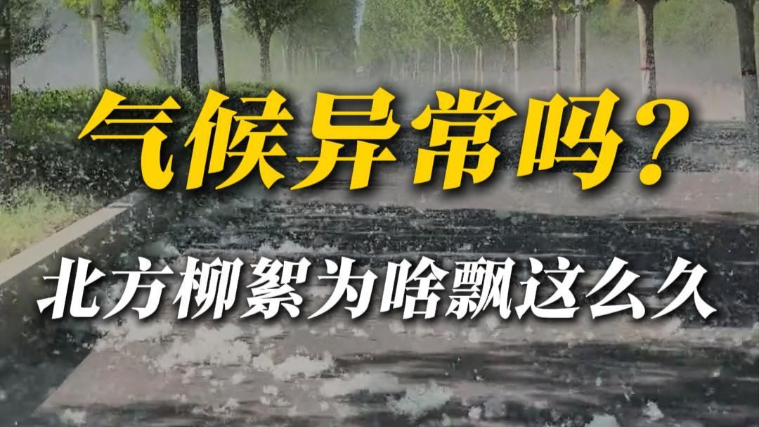 北方杨柳絮窒息了，这清华北大不读也罢