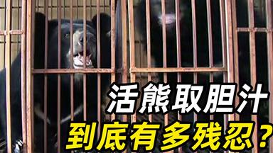 活着生取熊胆，死了分批卖肉，这部纪录片让人不忍直视！