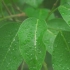 c435 2K高清画质树叶绿叶雨水珠露滴露珠摇曳滑落近焦特写大自然雨后露水高清实拍视频素材