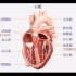 科学知识巩固——认识血液循环系统的泵——心脏