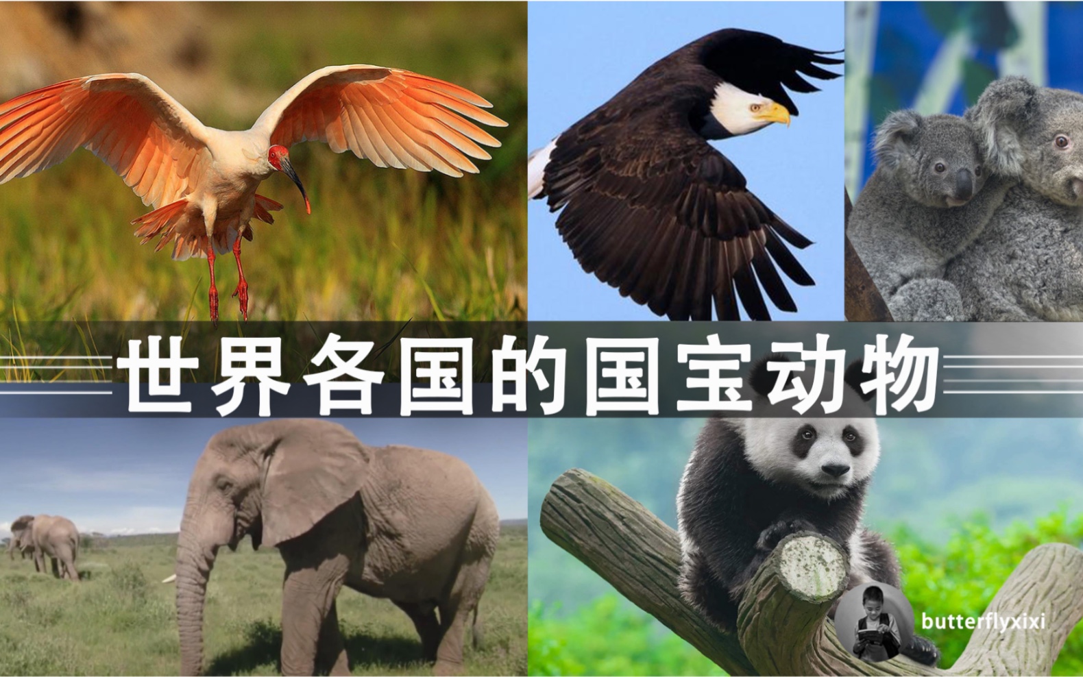 除了中国国宝大熊猫世界各国的国宝动物你还知道几种