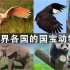 除了中国国宝大熊猫，世界各国的国宝动物，你还知道几种？