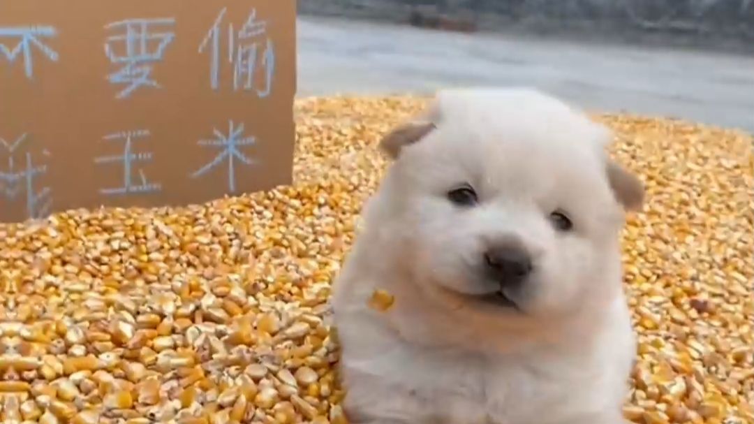 叩公鸡！安保系统瘫痪啦