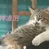 小表妹家的猫会说话