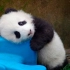 【大熊猫】这个宝宝呀，就是国家的宝宝
