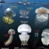 常见水母类型区分及形态展示 ✽)