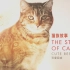 【纪录片】猫族故事 2 可爱回应【双语特效字幕】【纪录片之家爱自然】