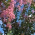 妈妈种了五年的紫薇花开啦，花开满树蓝天白云，美